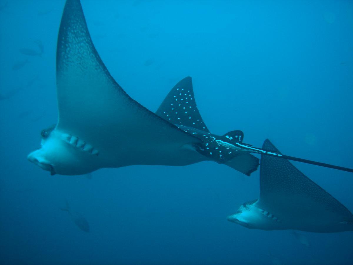 Mantaraya Lodge Puerto López Екстериор снимка